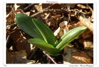 Orchis purpurea2