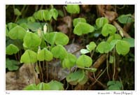 Oxalis acetosella