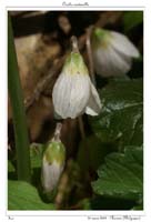 Oxalis acetosella2
