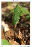Paris quadrifolia2
