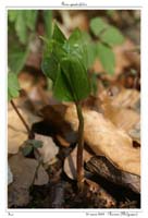 Paris quadrifolia3