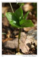 Paris quadrifolia4