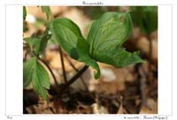 Paris quadrifolia5