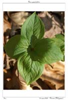 Paris quadrifolia6