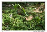Polygonatum multiflorum
