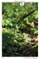Polygonatum multiflorum2