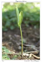 Polygonatum multiflorum4