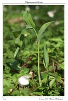 Polygonatum multiflorum5