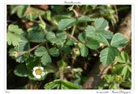 Potentilla sterilis