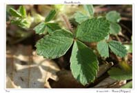 Potentilla sterilis2
