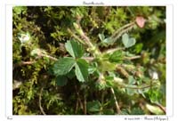 Potentilla sterilis3