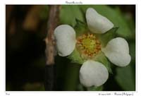 Potentilla sterilis4