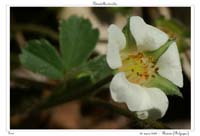 Potentilla sterilis5