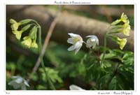 Primula elatior & Anemone nemorosa
