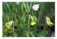 Primula elatior & Anemone nemorosa2