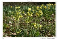 Primula elatior