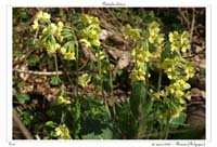 Primula elatior2