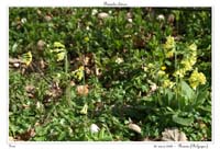 Primula elatior3