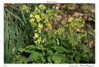 Primula elatior4