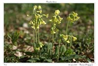 Primula elatior5