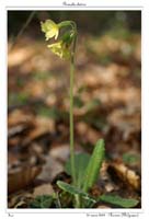 Primula elatior6