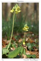 Primula elatior7
