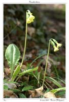 Primula elatior8