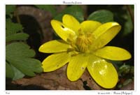 Ranunculus ficaria