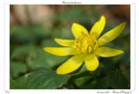 Ranunculus ficaria2