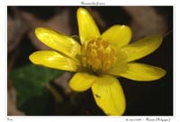 Ranunculus ficaria3