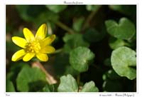 Ranunculus ficaria4