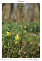 Ribes rubrum