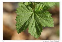 Ribes rubrum2
