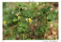 Ribes rubrum3