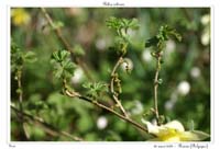 Ribes rubrum4