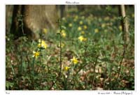 Ribes rubrum5