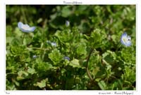 Veronica filiformis