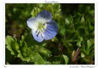 Veronica filiformis2