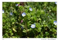 Veronica filiformis3