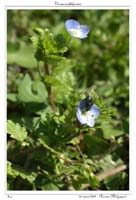 Veronica filiformis4
