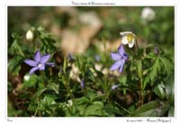 Vinca minor & Anemone nemorosa