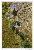 Vinca minor