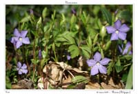 Vinca minor2