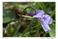 Viola reichenbachiana2