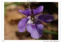 Viola reichenbachiana3