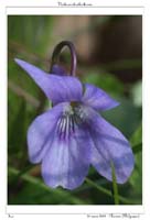 Viola reichenbachiana5