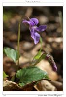 Viola reichenbachiana6