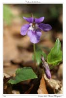 Viola reichenbachiana7