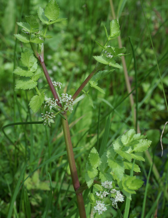 Apium nodiflorum Sorrus 170607 (4)