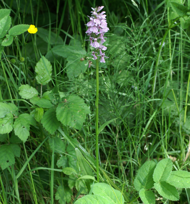 Dactylorhiza maculata Sorrus 170607 (8)